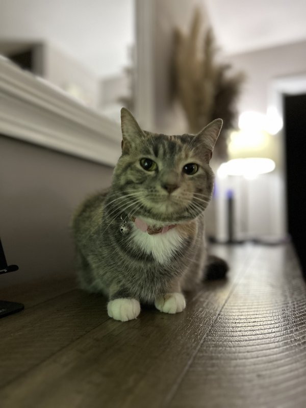 Lost Cat in Millington, TN