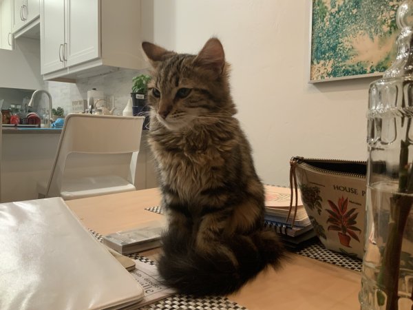 Lost Cat in Gainesville, FL