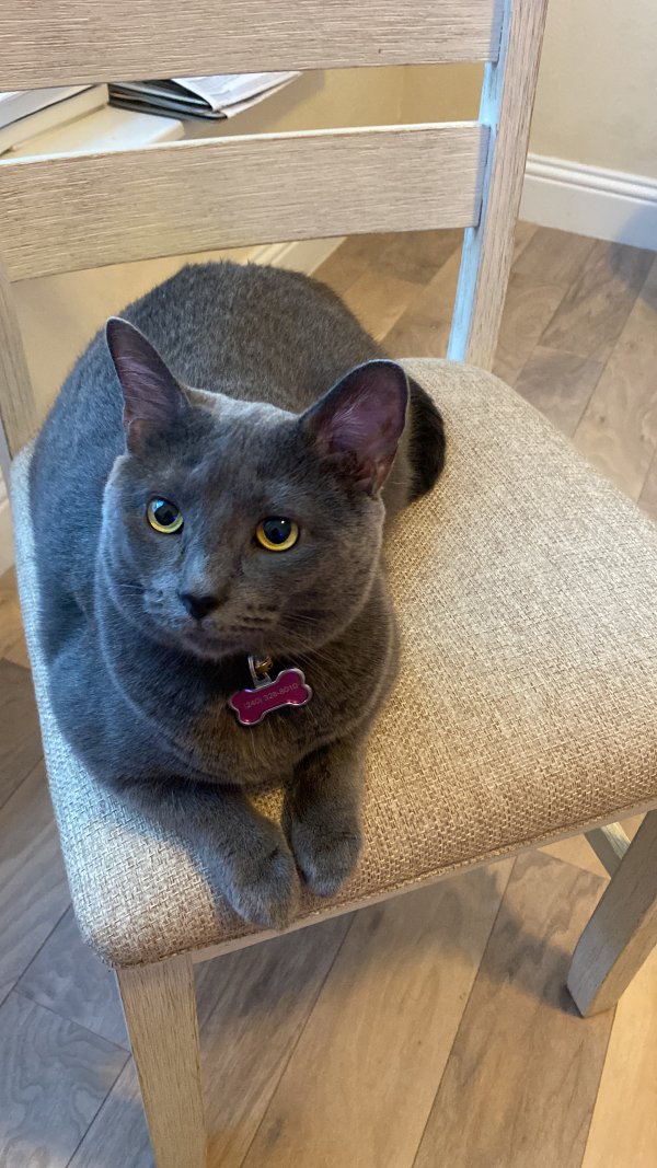 Lost Domestic Short Hair in Texas
