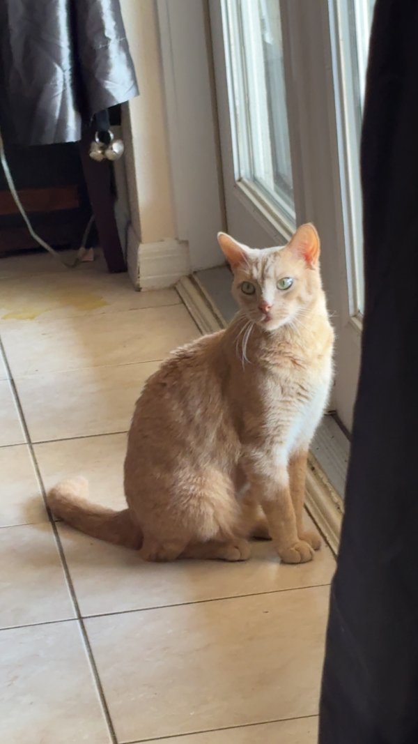 Lost Domestic Short Hair in Florida
