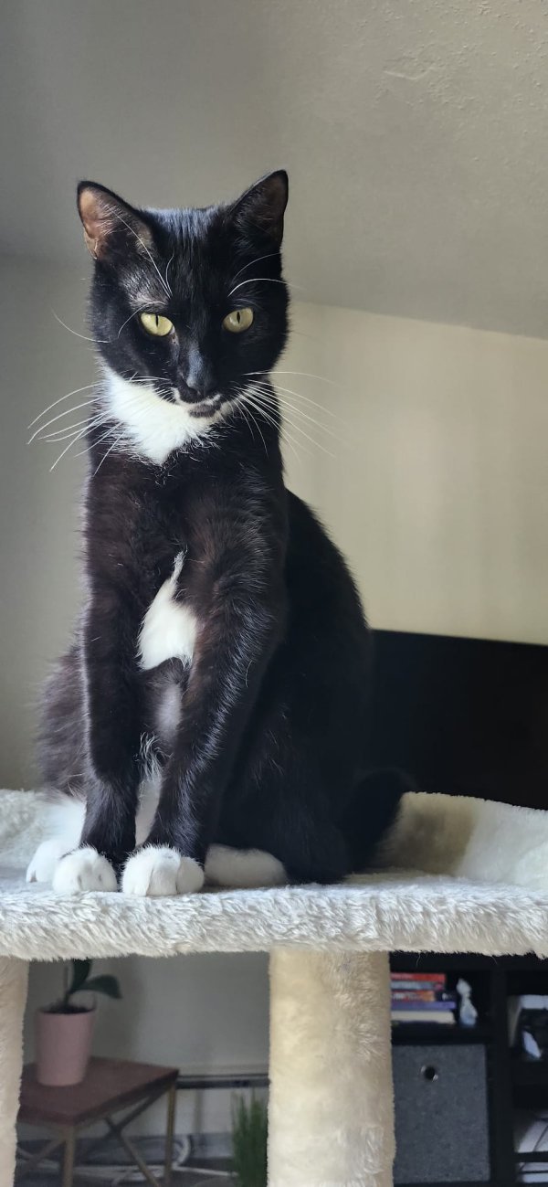 Lost Cat in Plymouth, MA
