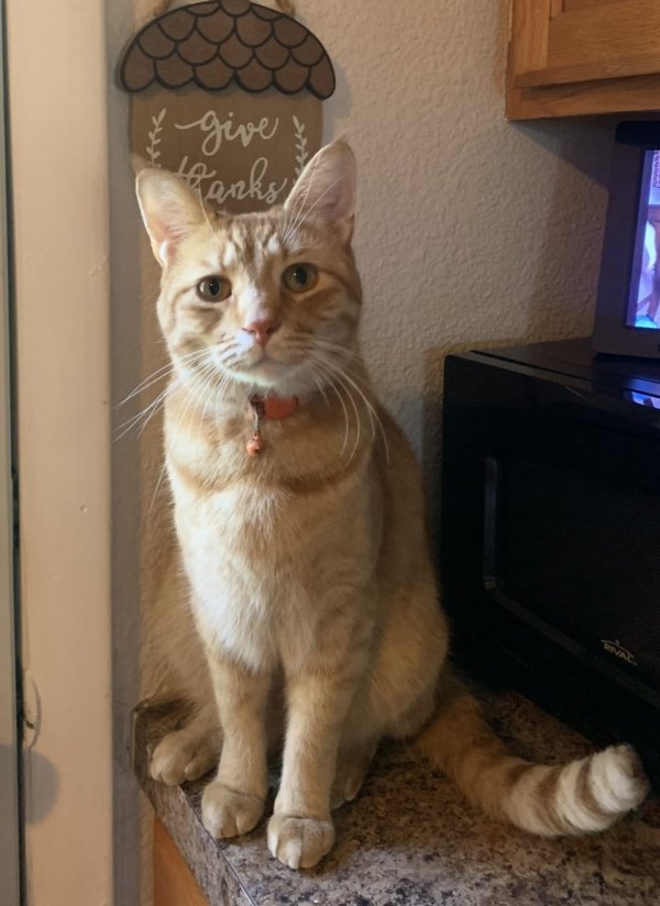 Lost American Shorthair in Kansas