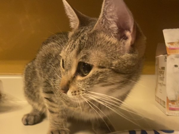 Found American Shorthair in Painesville, OH