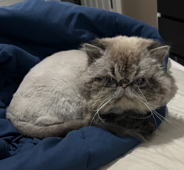 Lost Himalayan in California