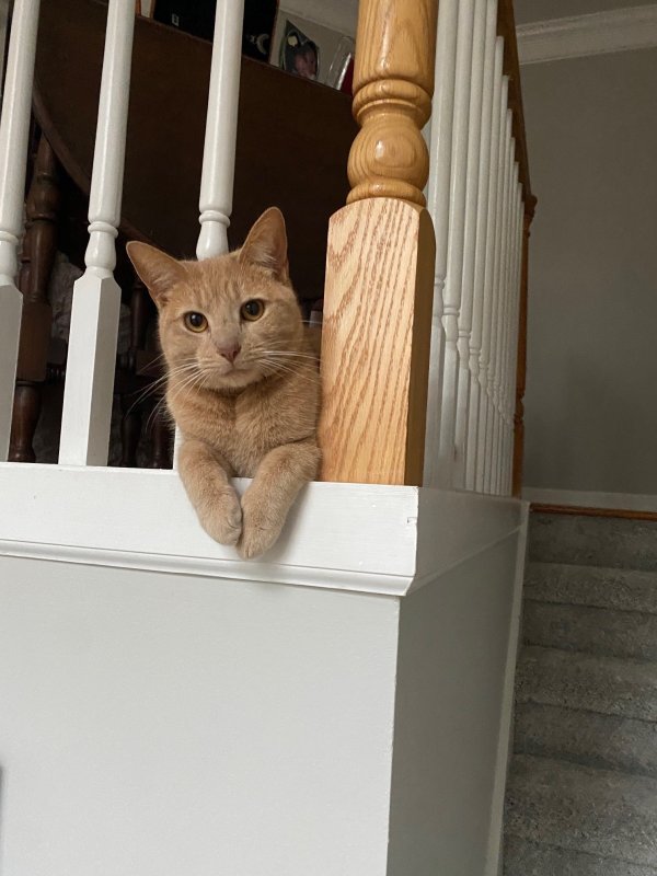 Lost Domestic Short Hair in Georgia