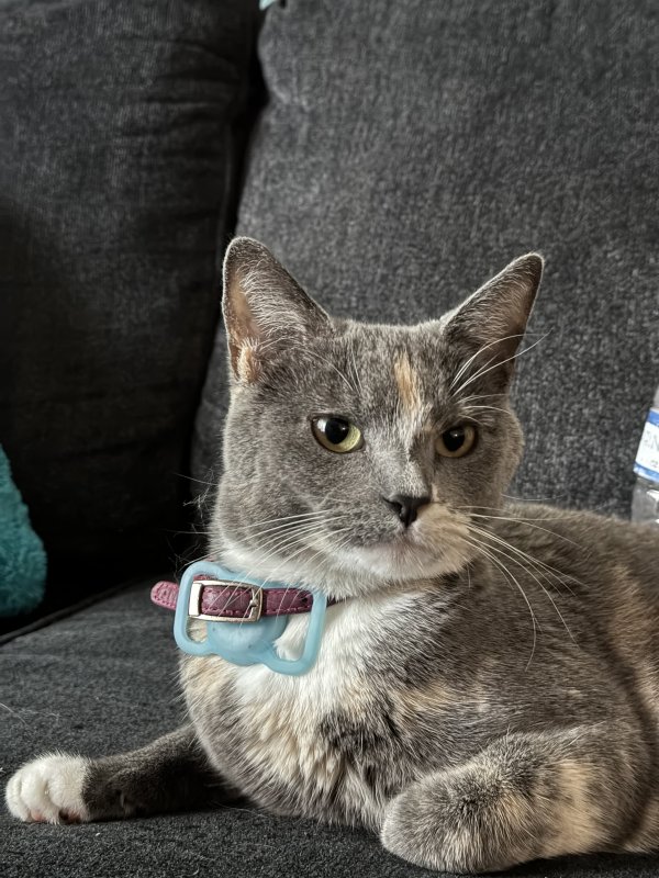 Lost American Shorthair in Florida