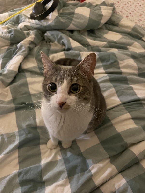 Lost American Shorthair in California