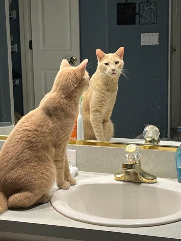 Lost Cat in Lakeland, FL