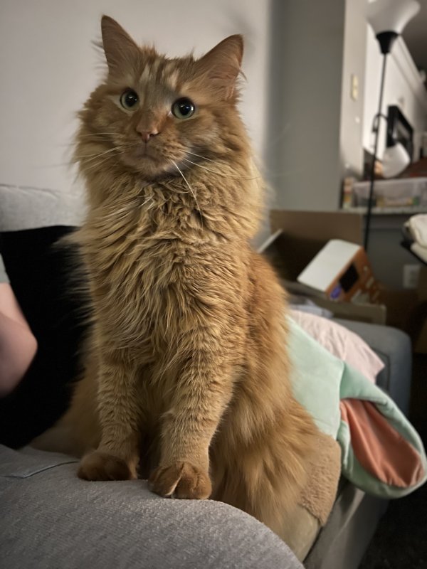 Lost Norwegian Forest Cat in Virginia