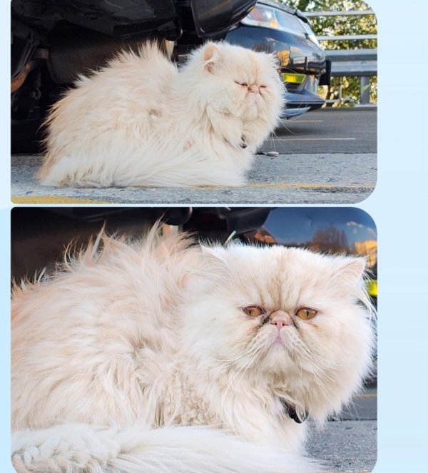 Lost Persian in White Plains, NY