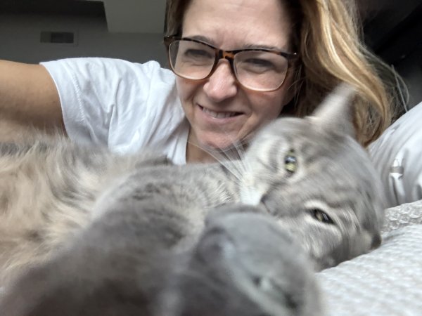Lost American Shorthair in Texas