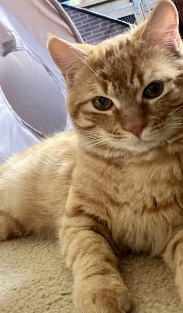 Lost American Shorthair in California