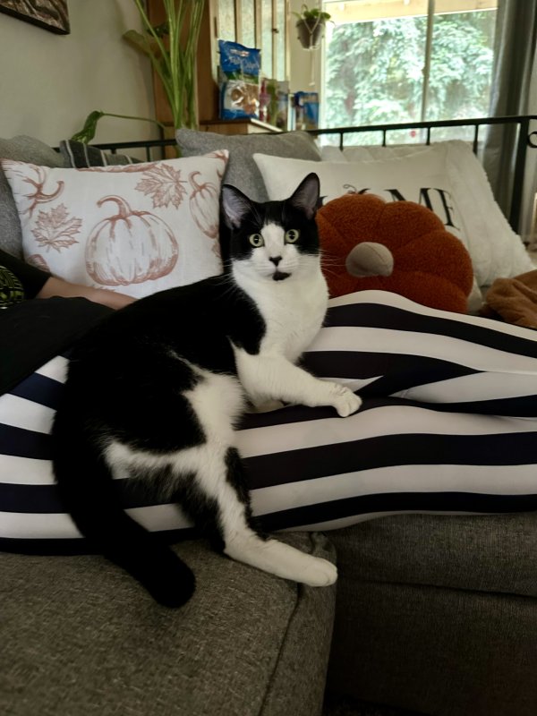 Lost Domestic Short Hair in Washington