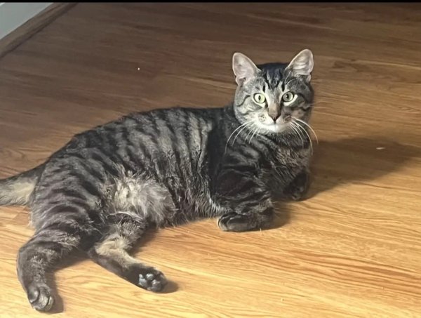 Lost Cat in Palm Bay, FL