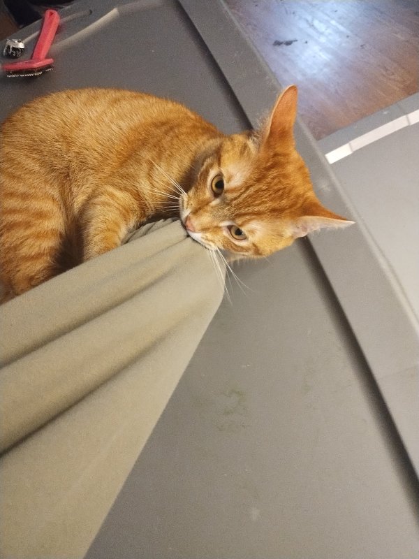 Lost Domestic Short Hair in California