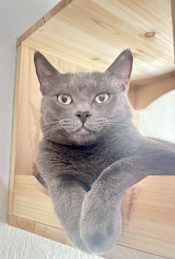 Lost Russian Blue in California