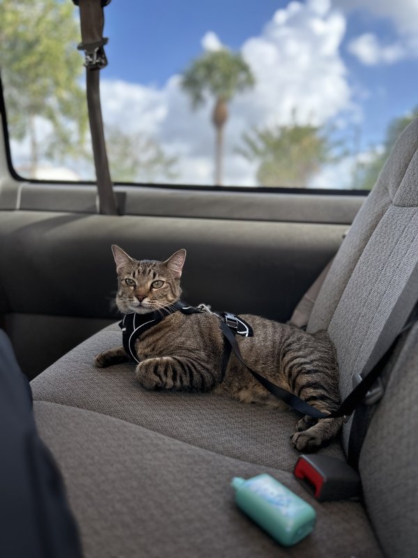 Lost Domestic Short Hair in Florida