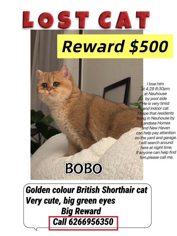 Lost British Shorthair in California
