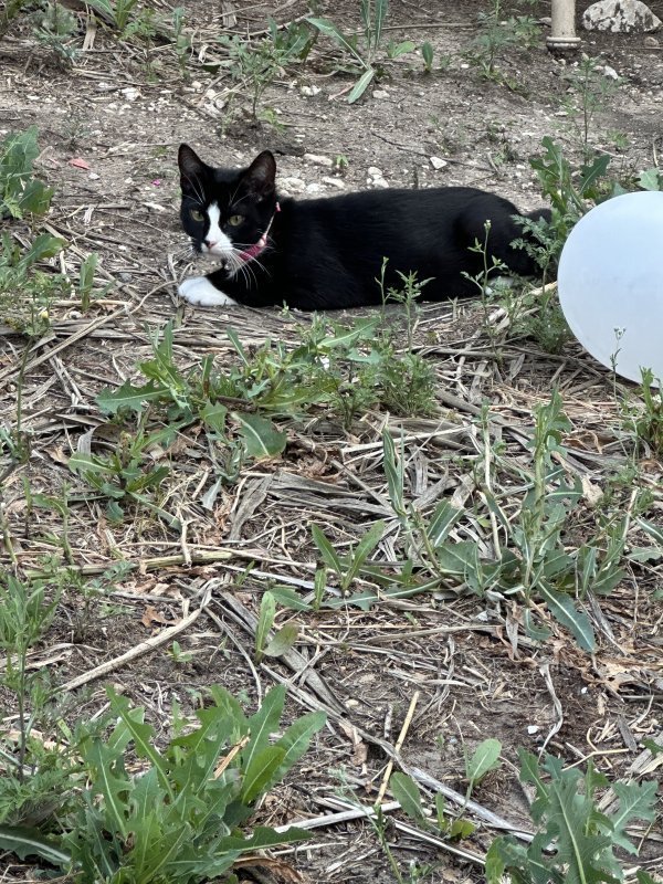Lost Cat in San Antonio, TX