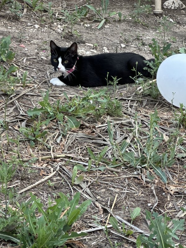 Lost  in Texas
