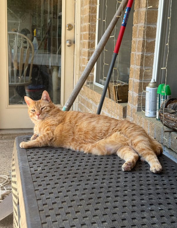 Lost Domestic Short Hair in Texas