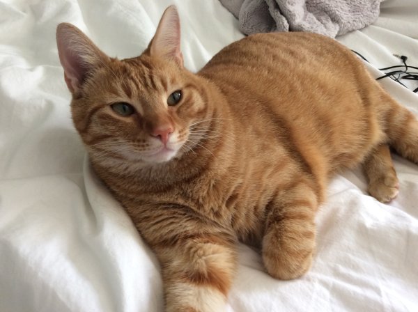 Lost Domestic Short Hair in Texas