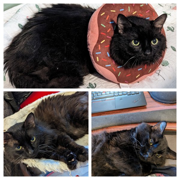 Lost American Shorthair in California