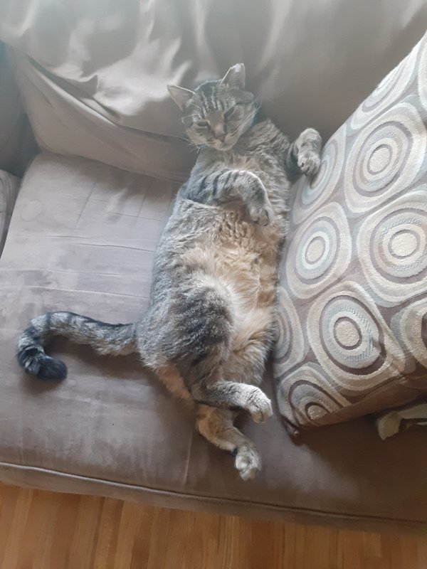 Lost American Shorthair in Staten Island, NY