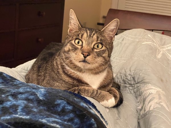 Lost American Shorthair in Massachusetts