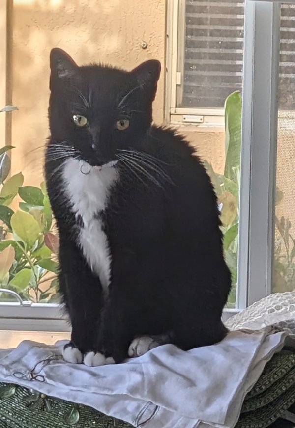 Lost American Shorthair in Florida