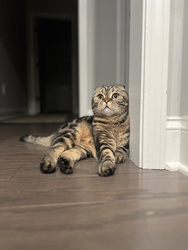 Lost Scottish Fold in New Hampshire
