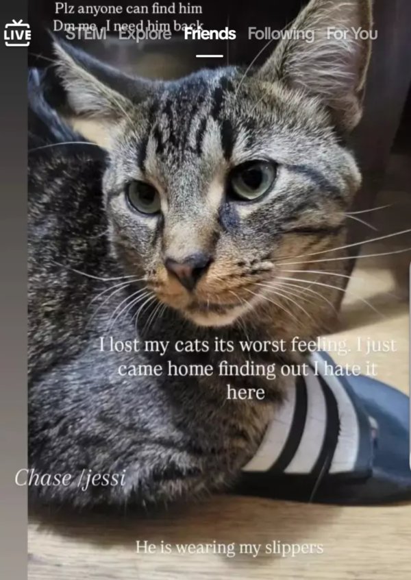 Lost American Shorthair in Michigan