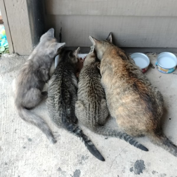 Found Cat in Houston, TX