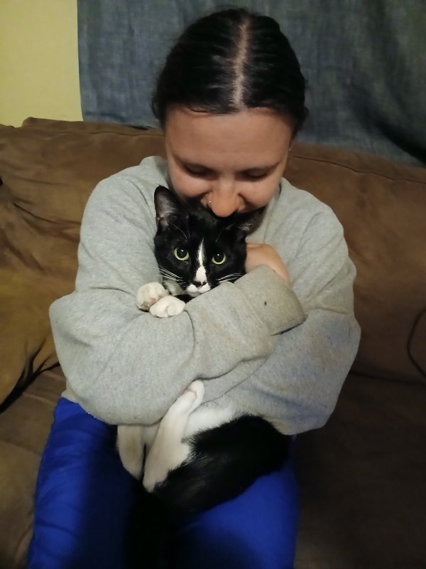 Lost Domestic Short Hair in Missouri