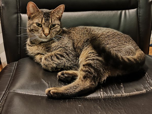 Lost Cat in Woodridge, IL