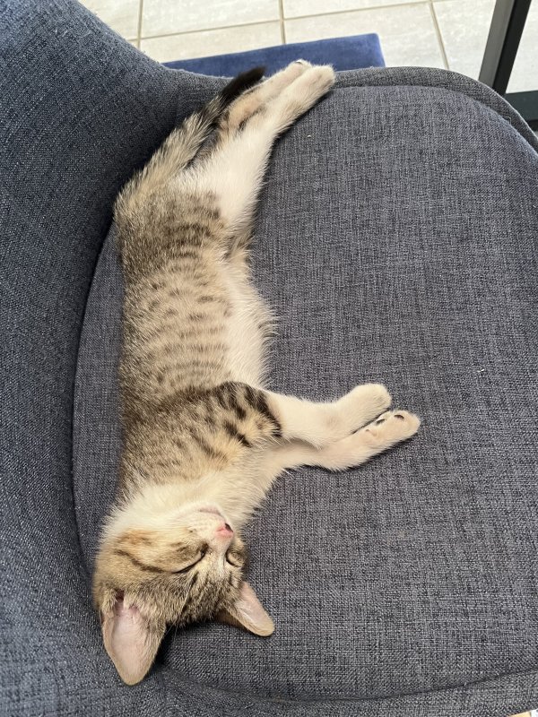 Found American Shorthair in Dallas, Texas