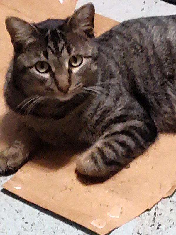 Found Cat in Chicago, IL