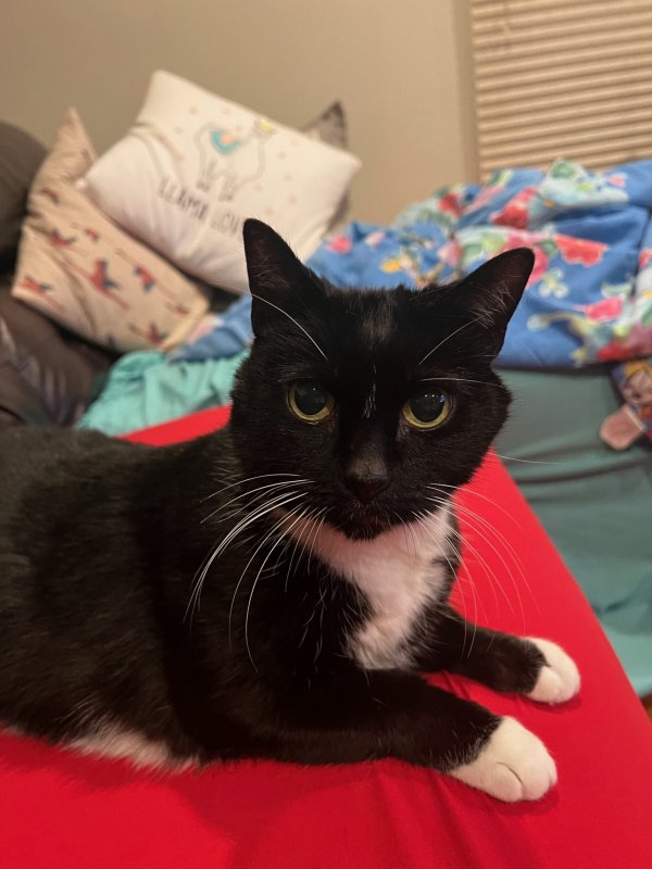 Lost American Shorthair in New York