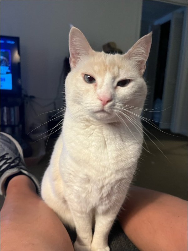 Lost Siamese in Atlanta, Georgia