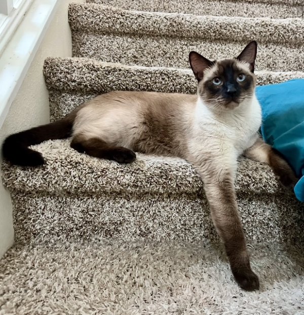 Lost Siamese in California