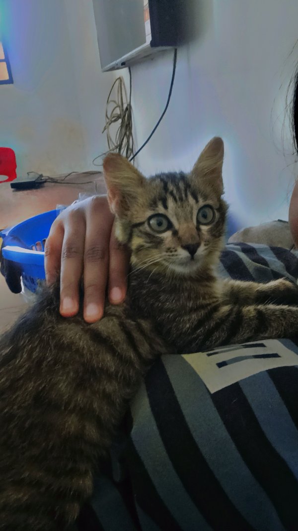 Stolen Cat in Marengo, IN