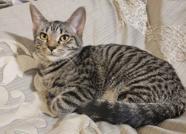 Lost American Shorthair in Tennessee