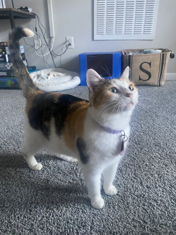 Lost Domestic Short Hair in Illinois