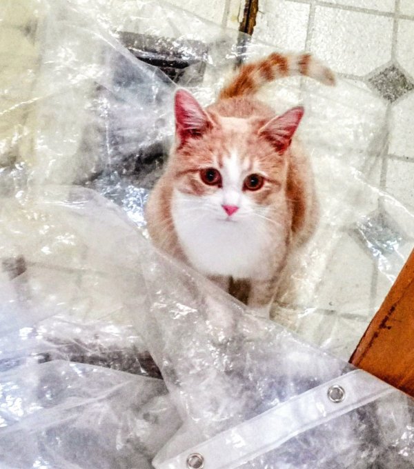 Lost Domestic Short Hair in New Jersey