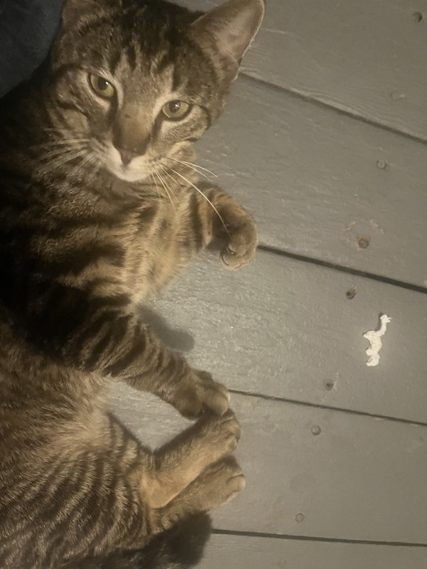 Found cat in Andover, MA