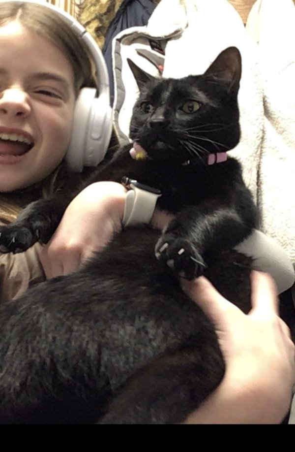 Lost Domestic Short Hair in Ohio
