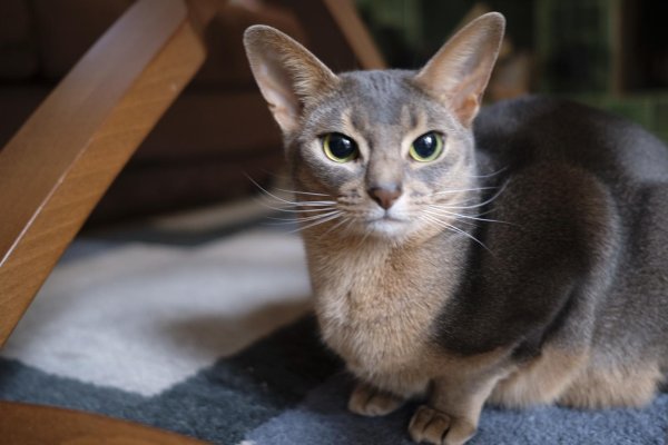 Lost Abyssinian in Massachusetts