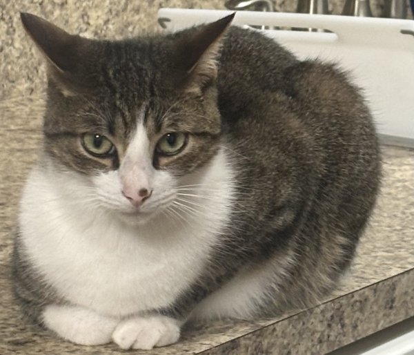 Lost American Shorthair in Louisiana