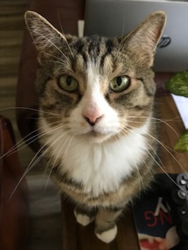 Lost American Shorthair in Texas