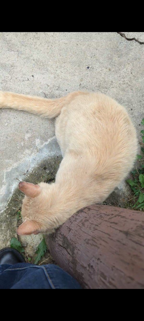 Lost American Shorthair in Danville, VA